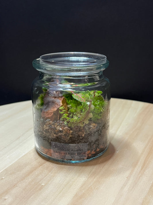 Terrarium 783