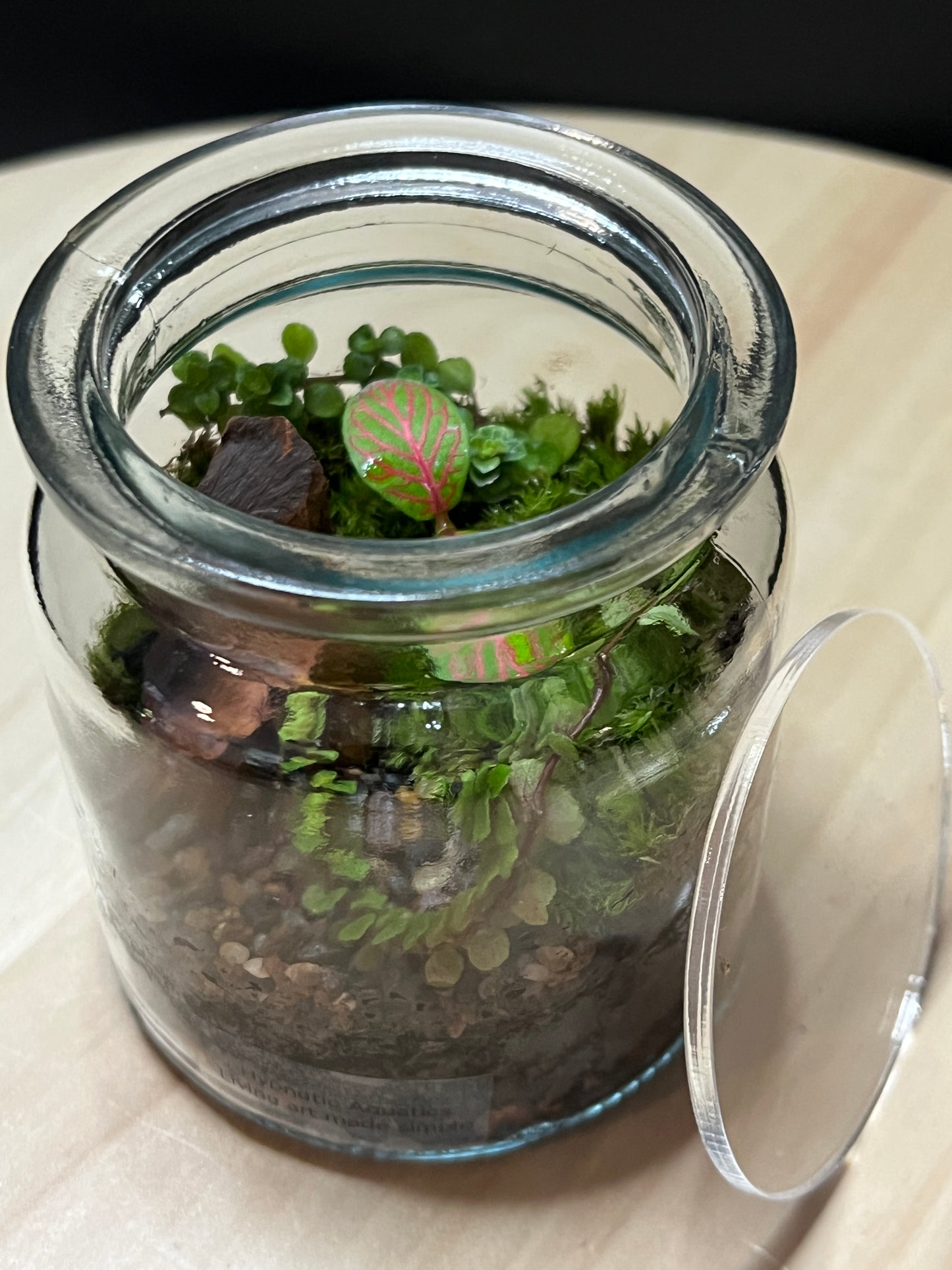Terrarium 783