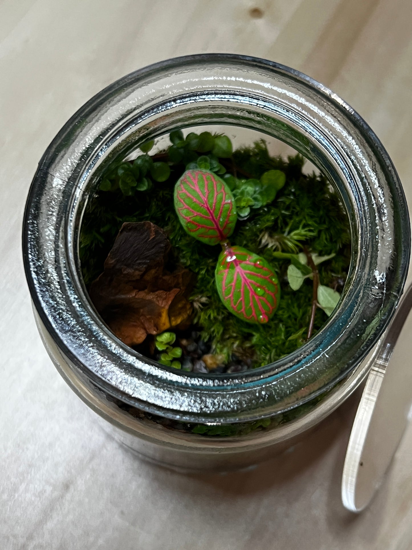 Terrarium 783