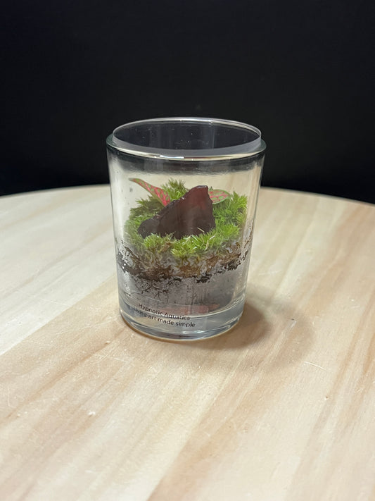 Terrarium 784