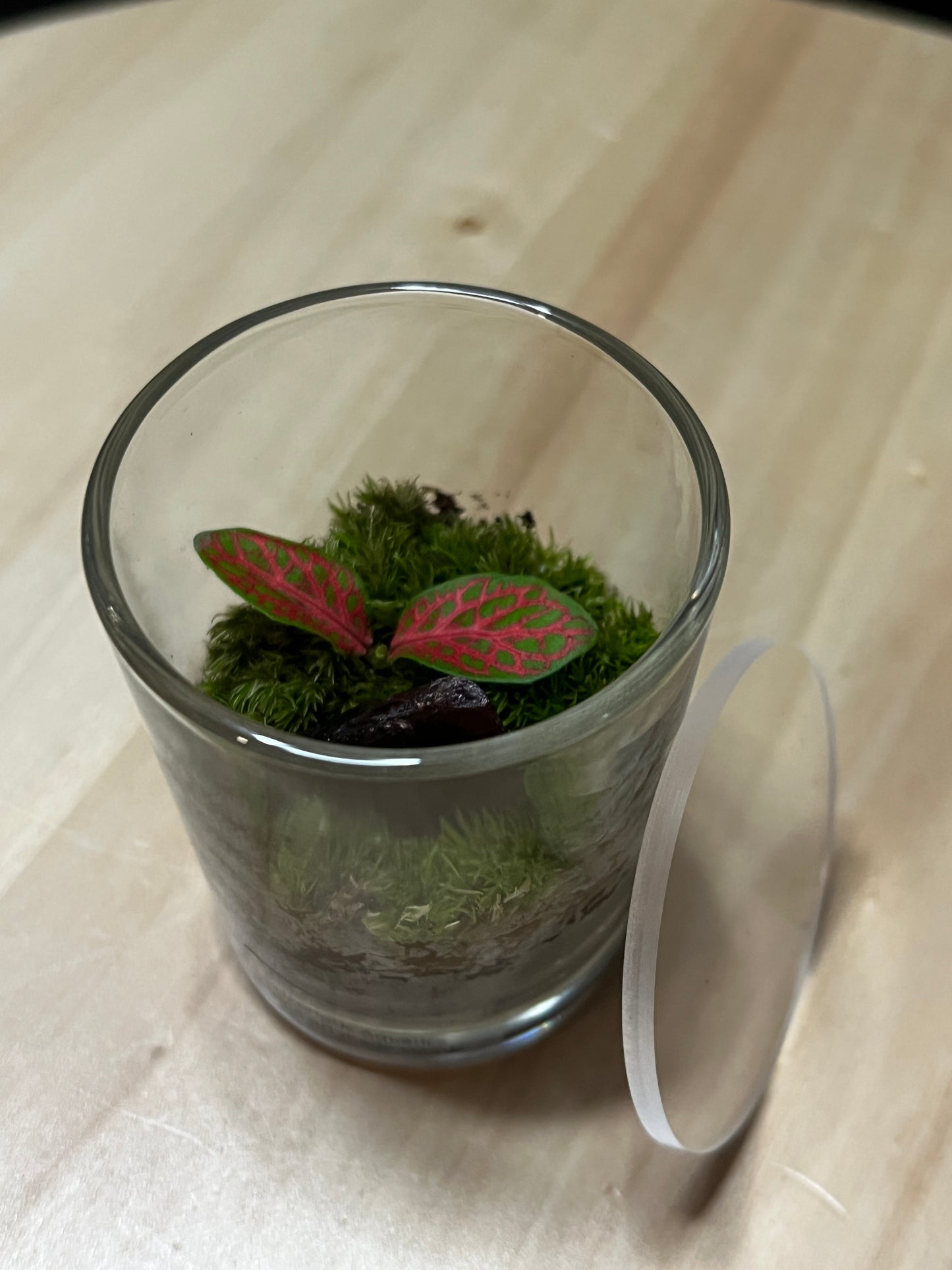 Terrarium 784