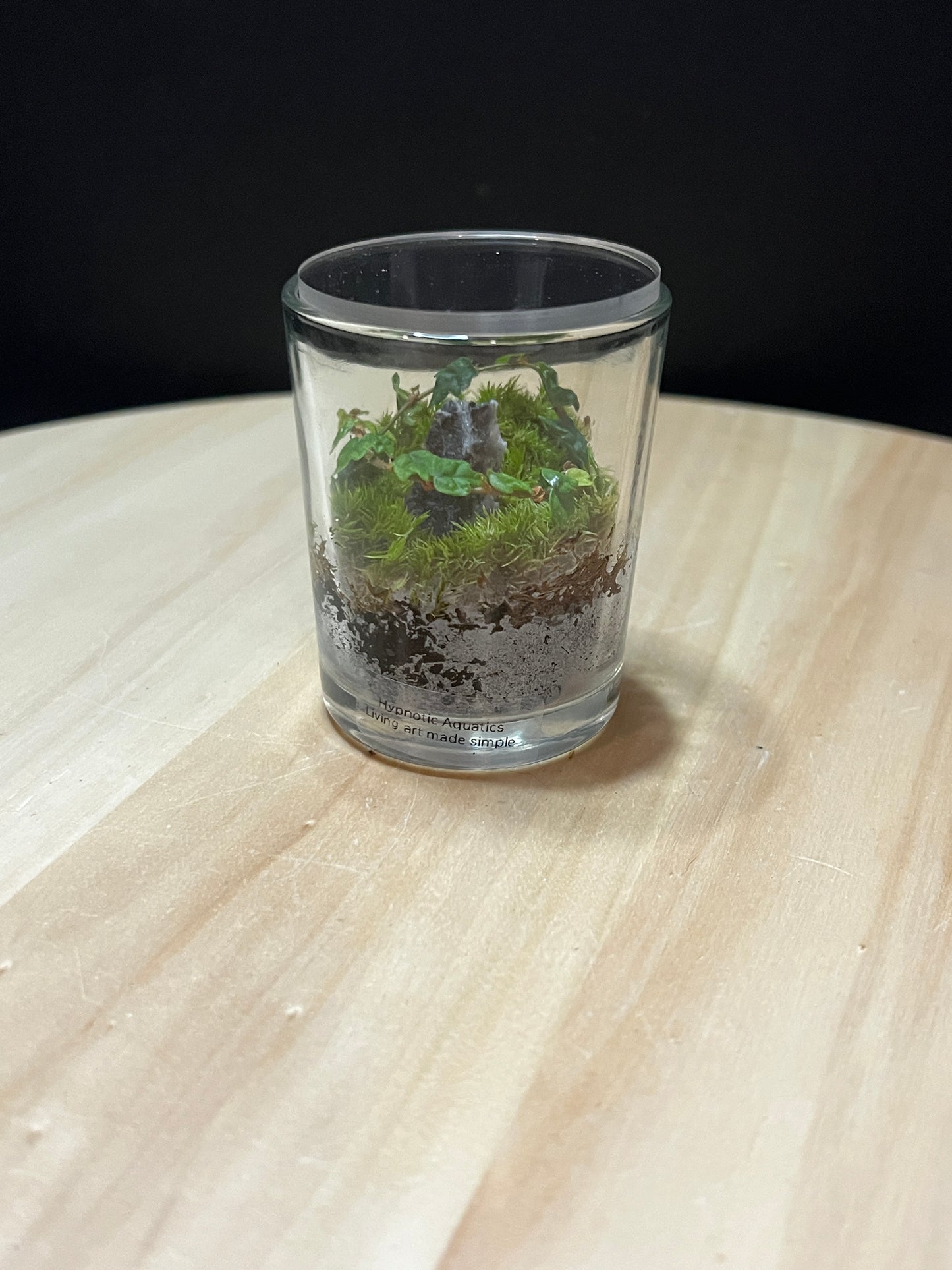 Terrarium 785