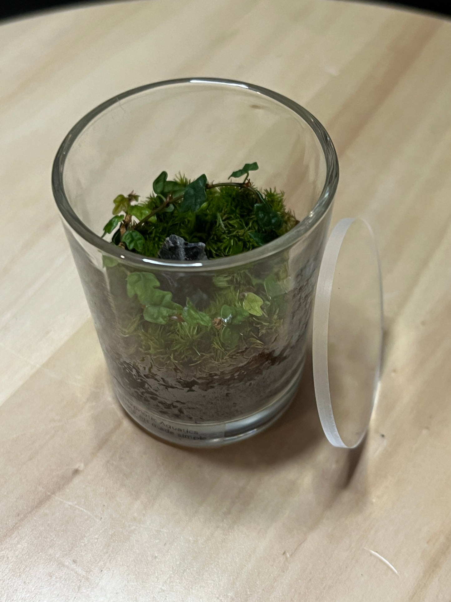 Terrarium 785