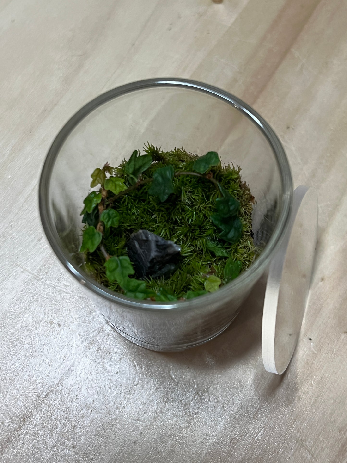 Terrarium 785