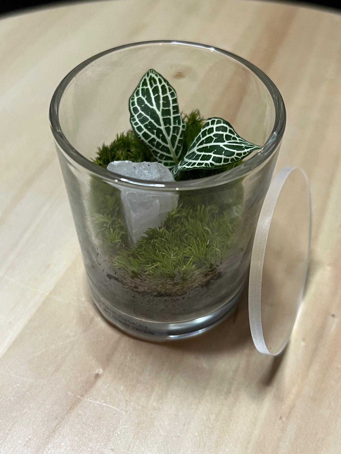 Terrarium 786