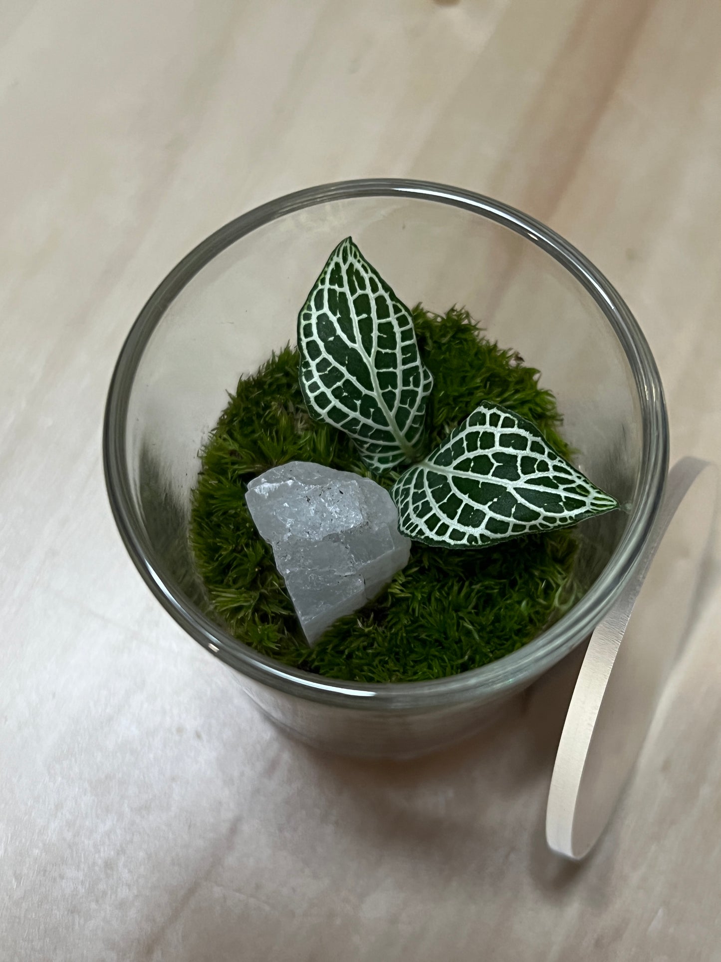 Terrarium 786