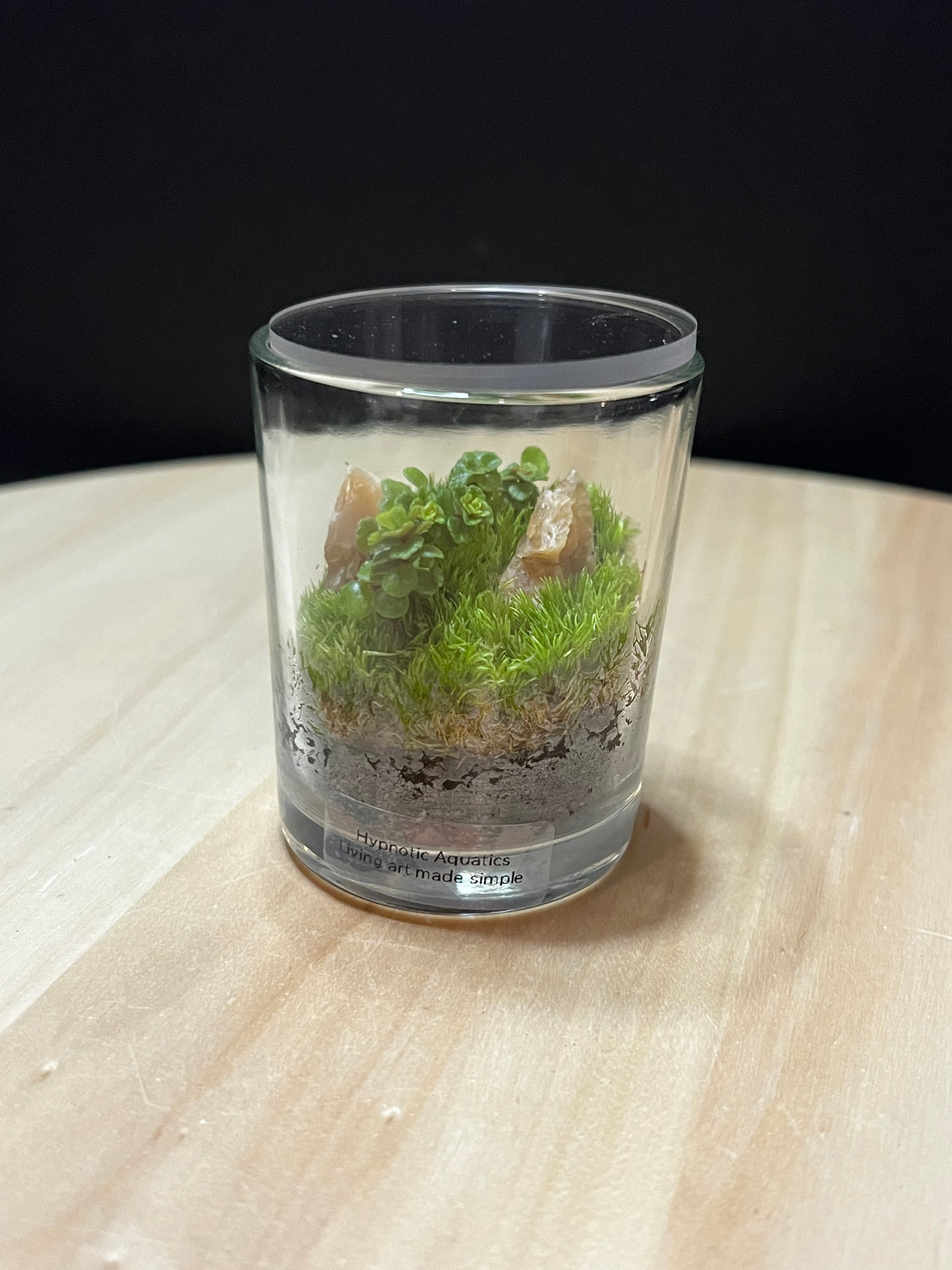 Terrarium 787