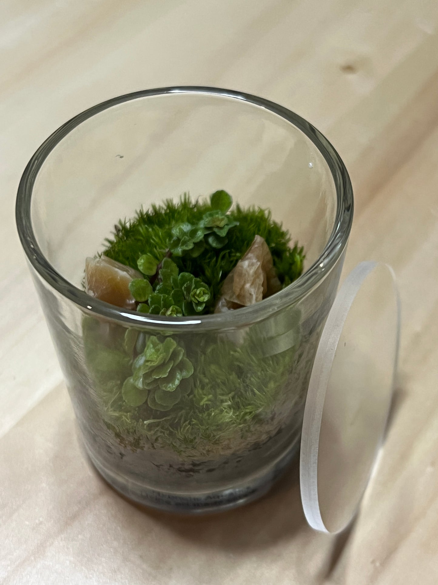 Terrarium 787
