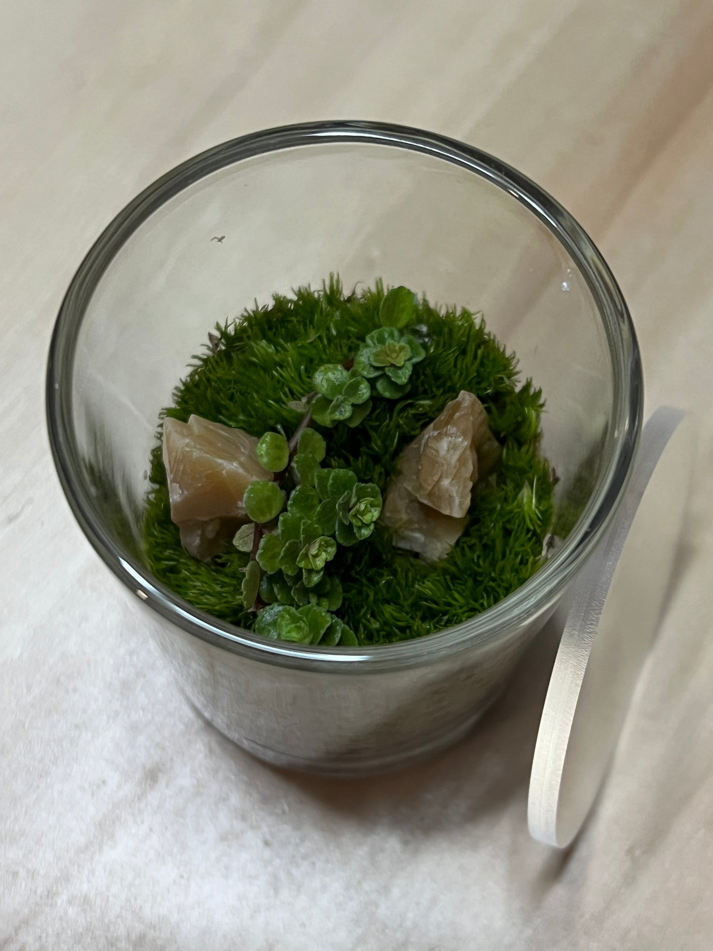 Terrarium 787