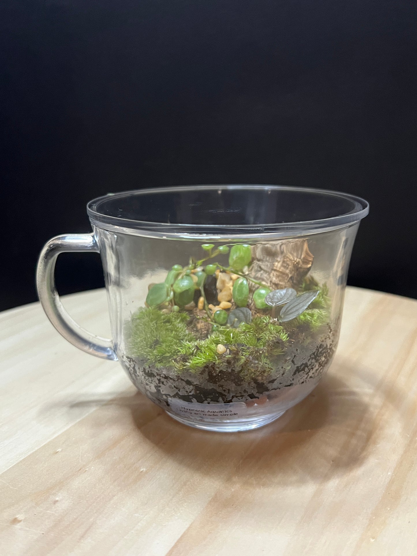 Terrarium 788