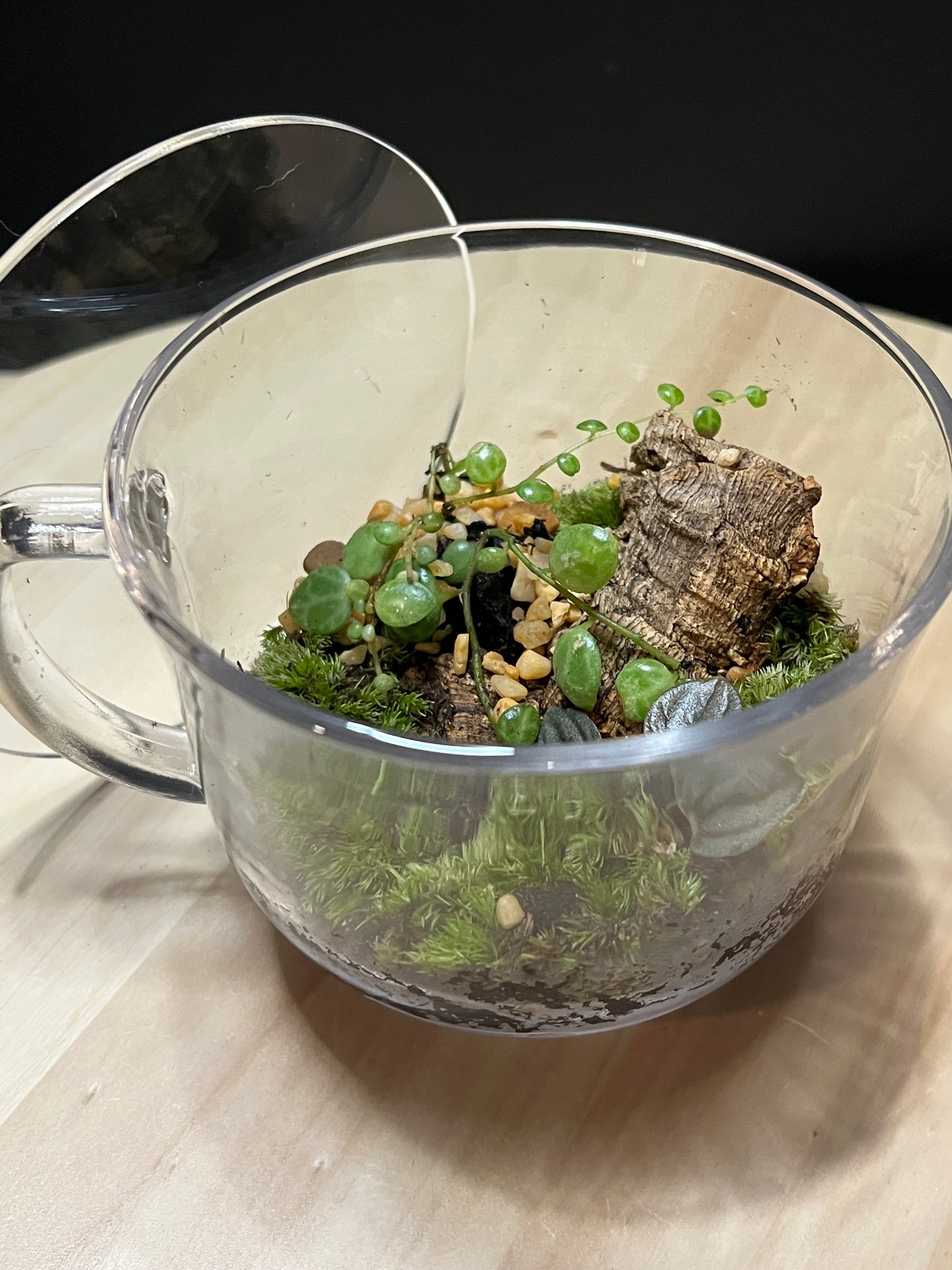 Terrarium 788