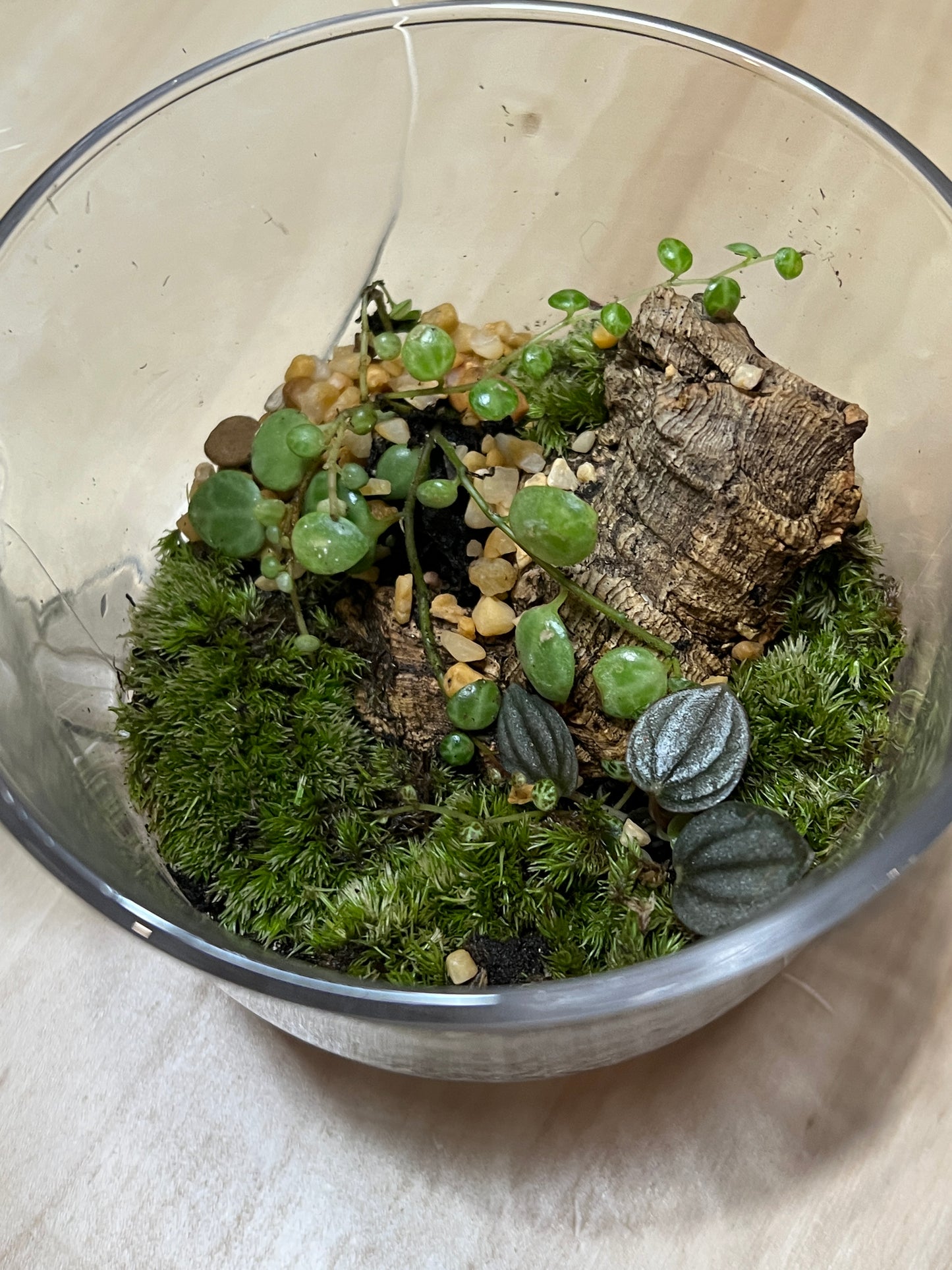 Terrarium 788