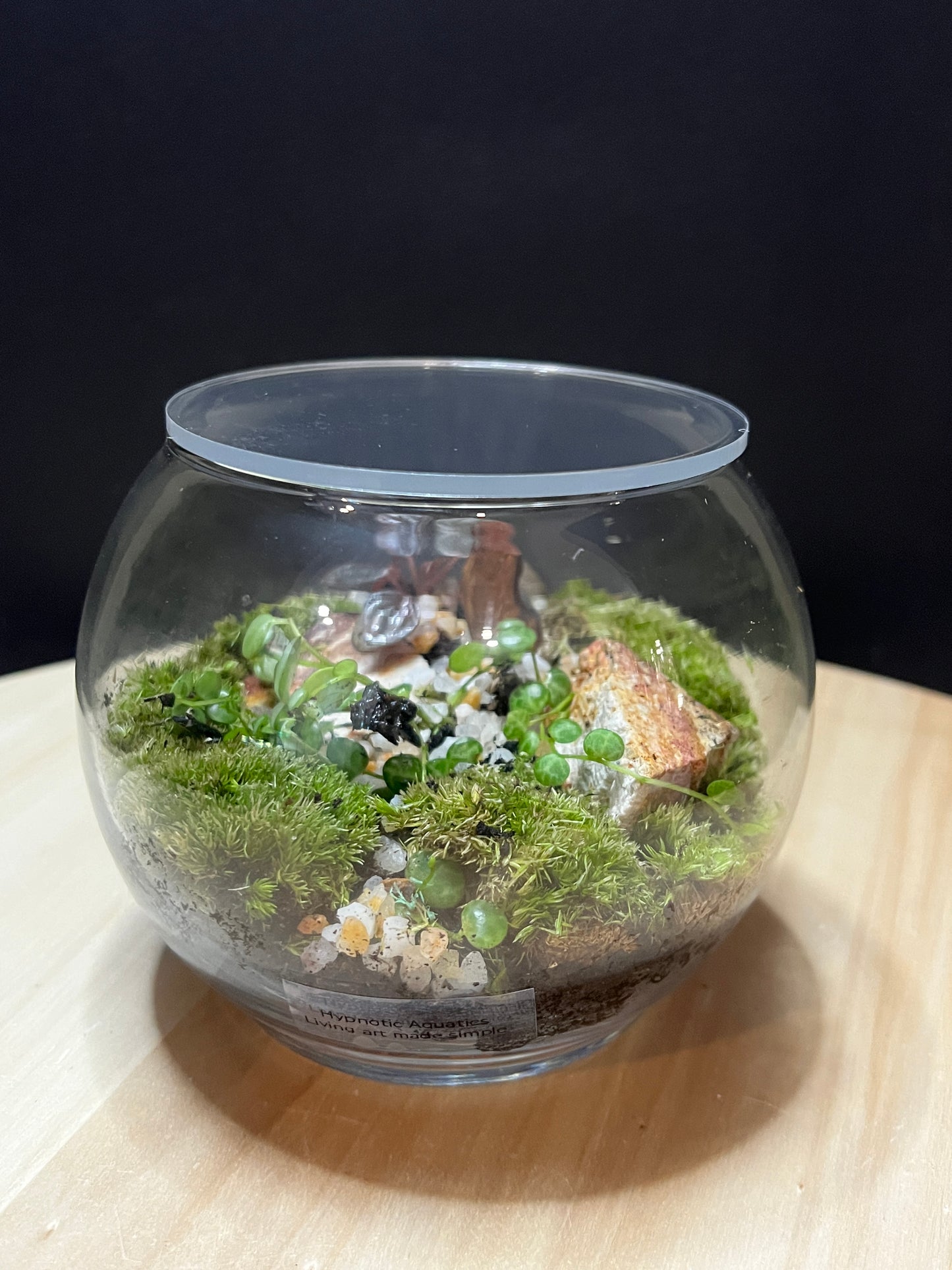Terrarium 789