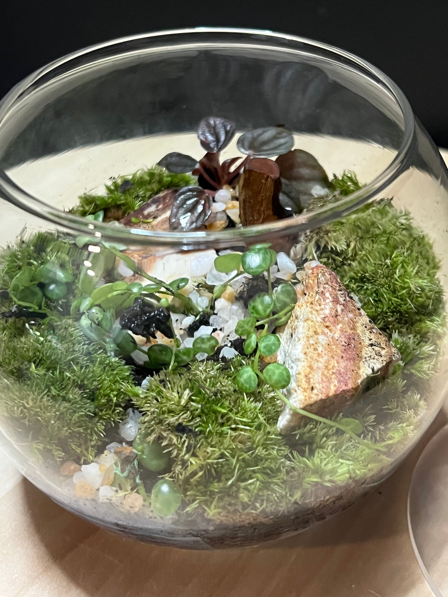 Terrarium 789
