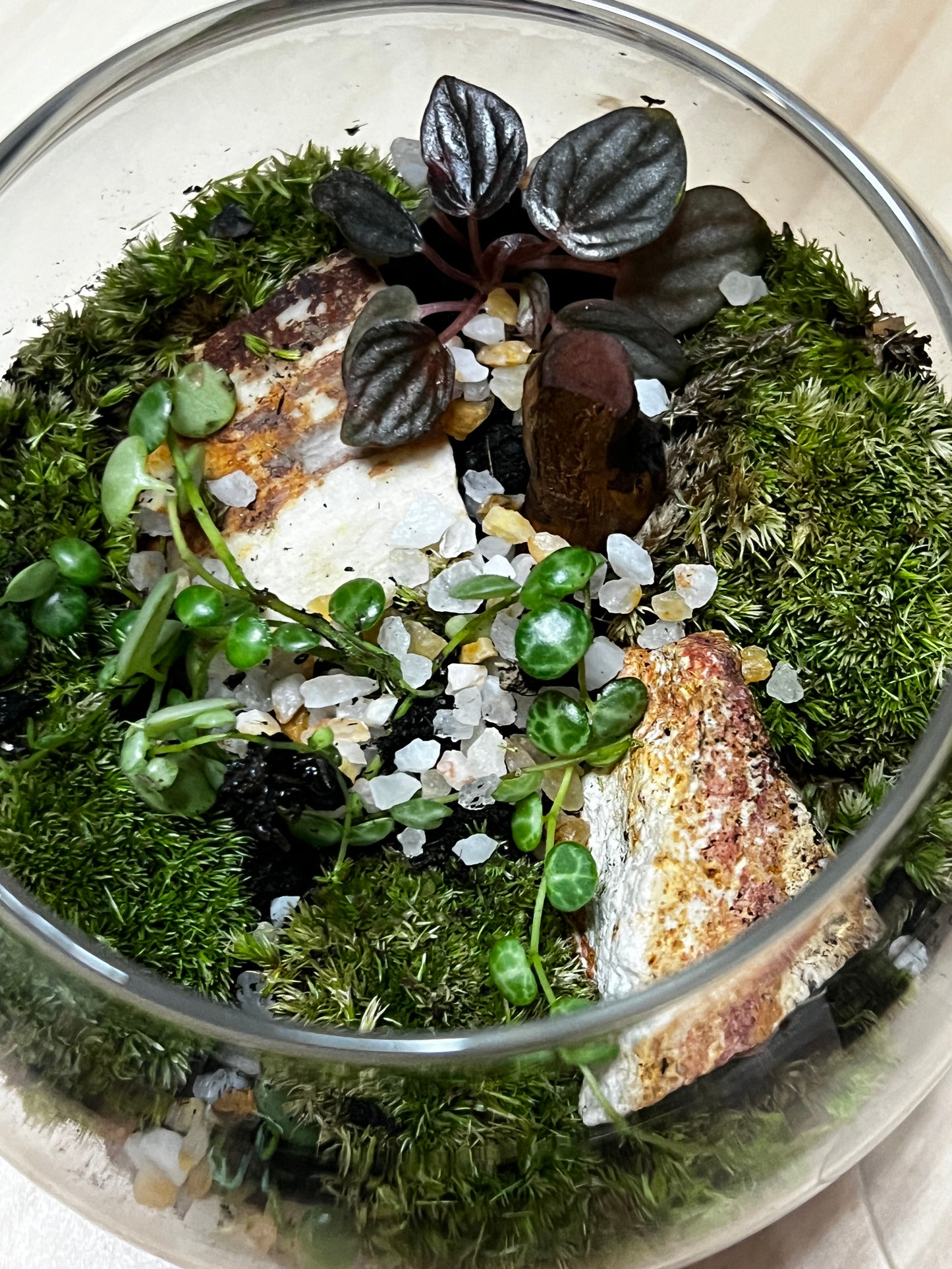 Terrarium 789