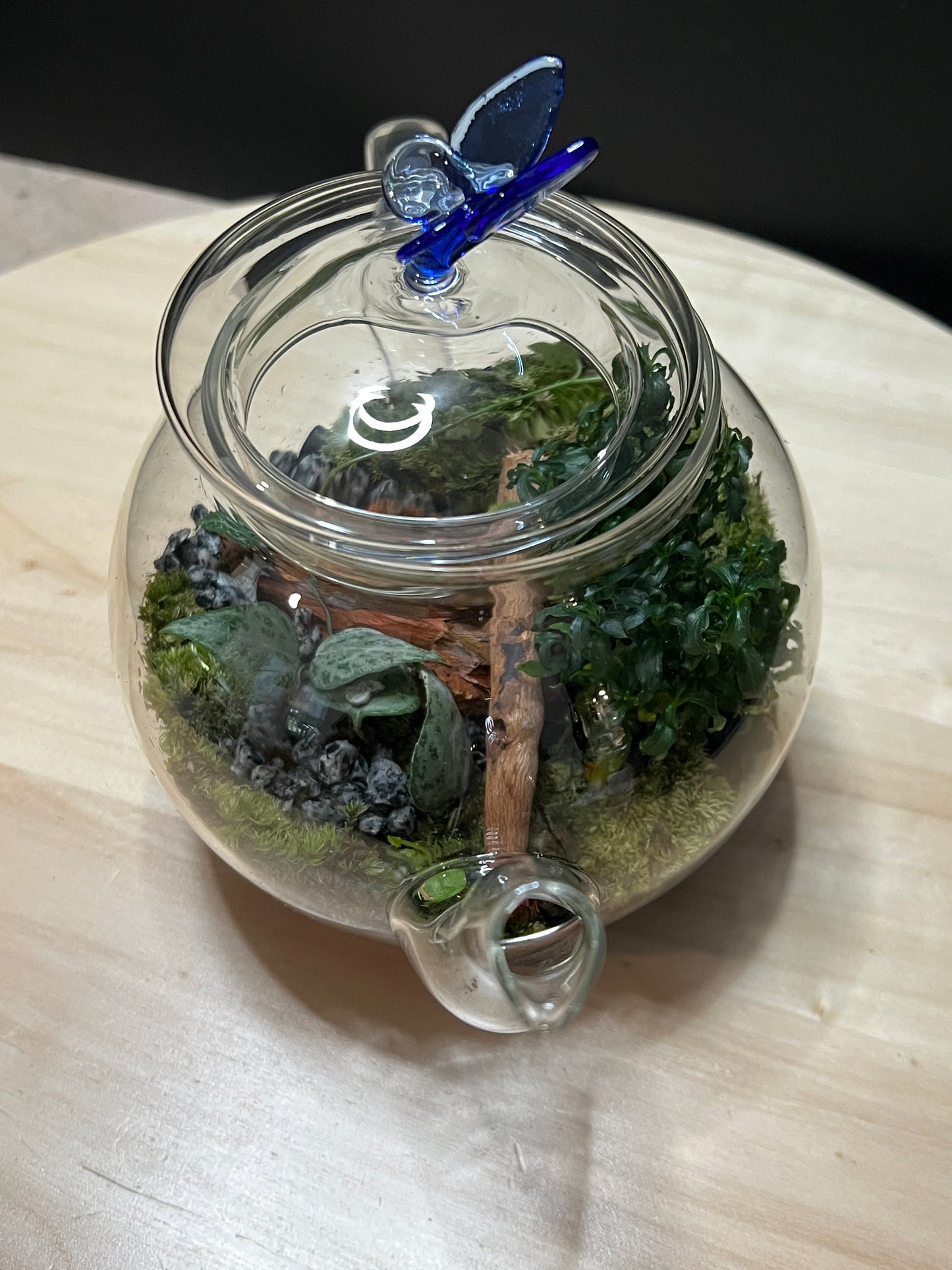 Terrarium 790