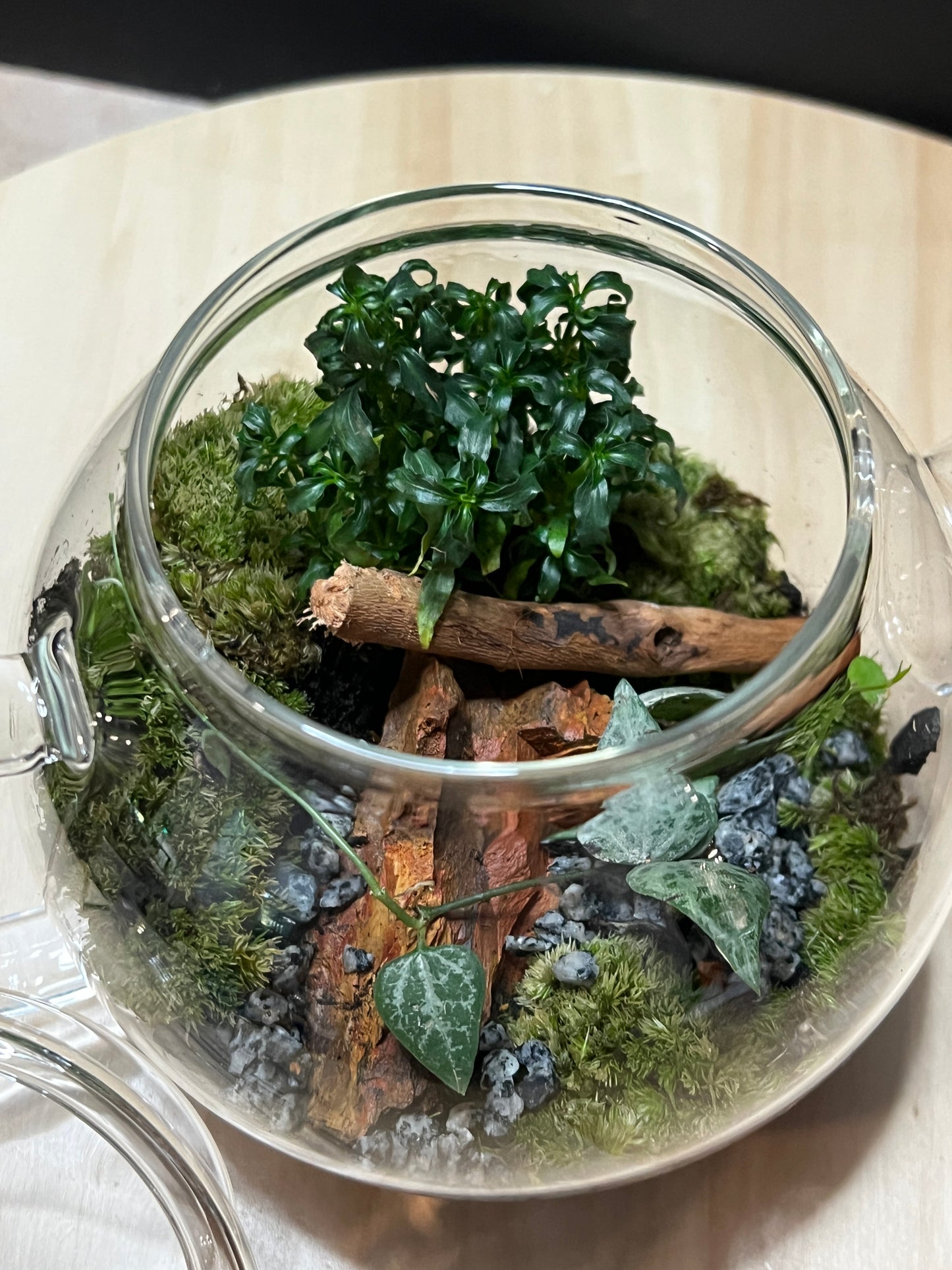 Terrarium 790