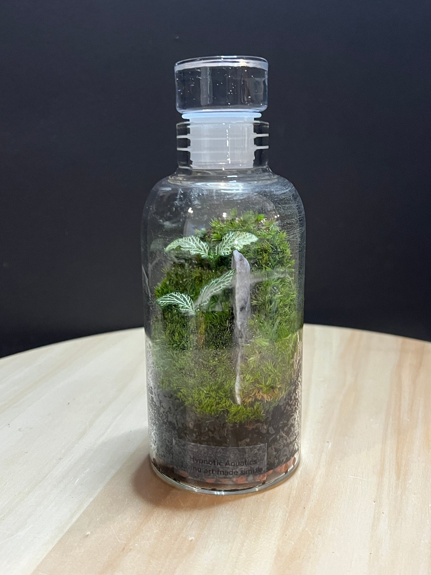 Terrarium 753