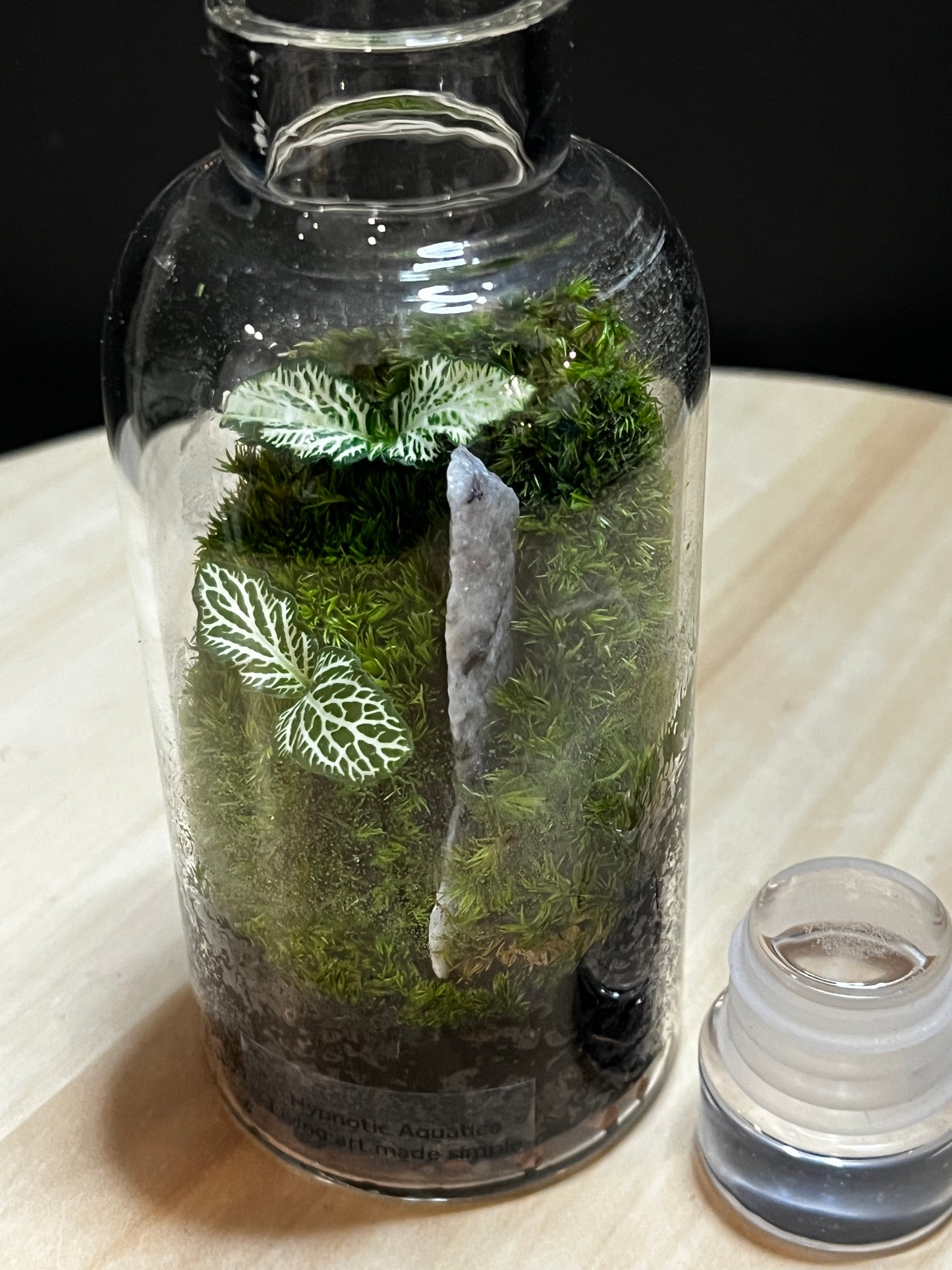 Terrarium 753