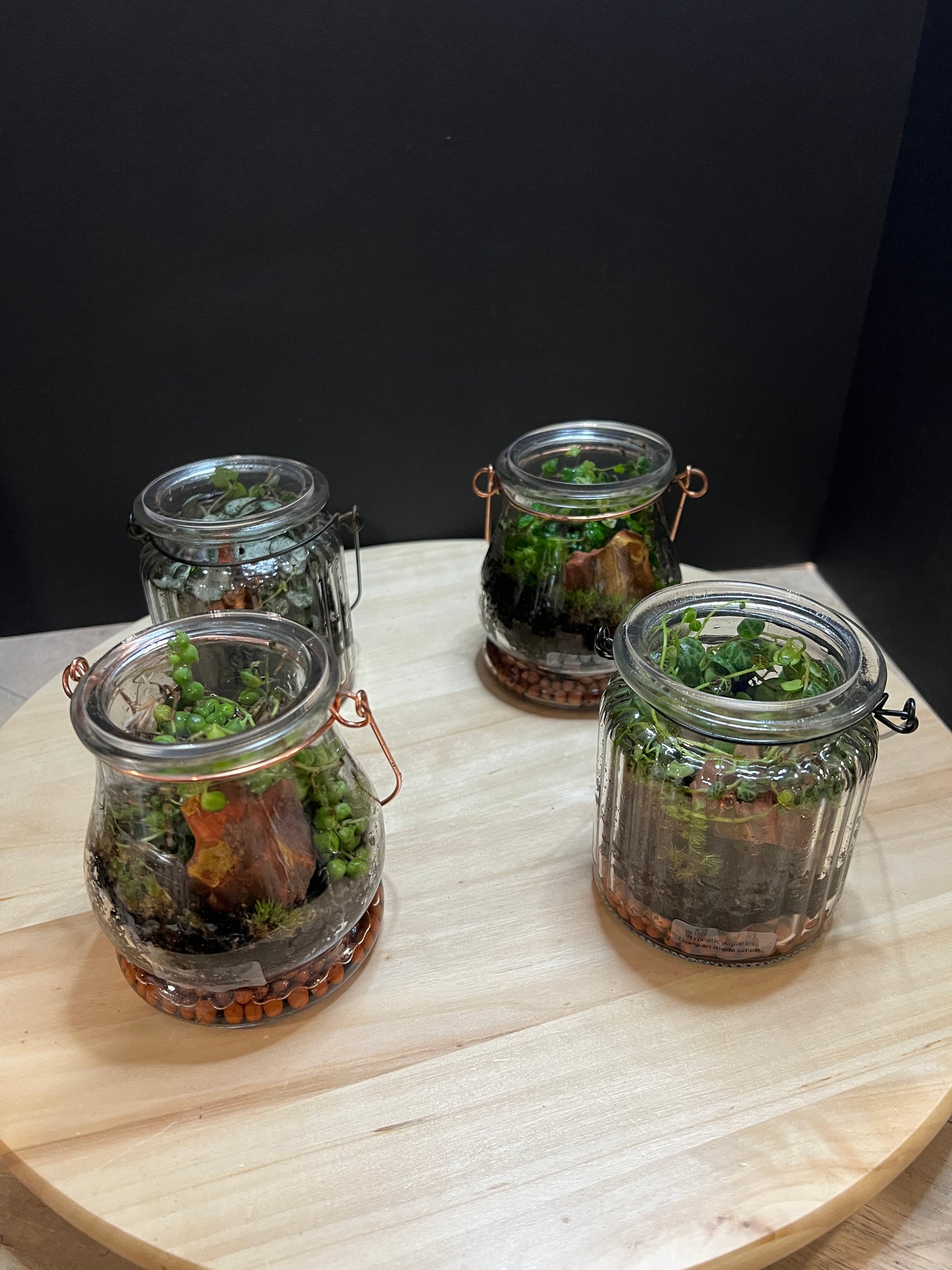 Terrarium 792