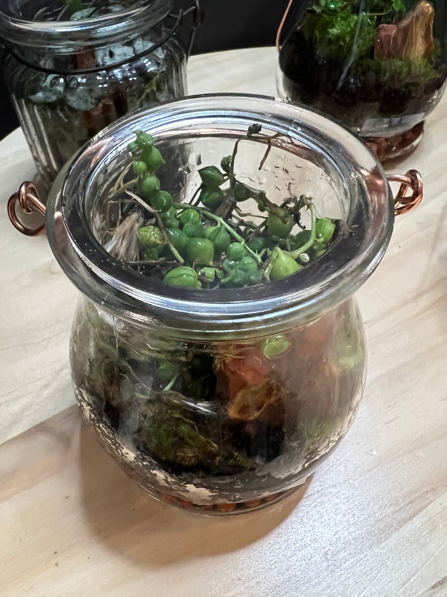 Terrarium 793