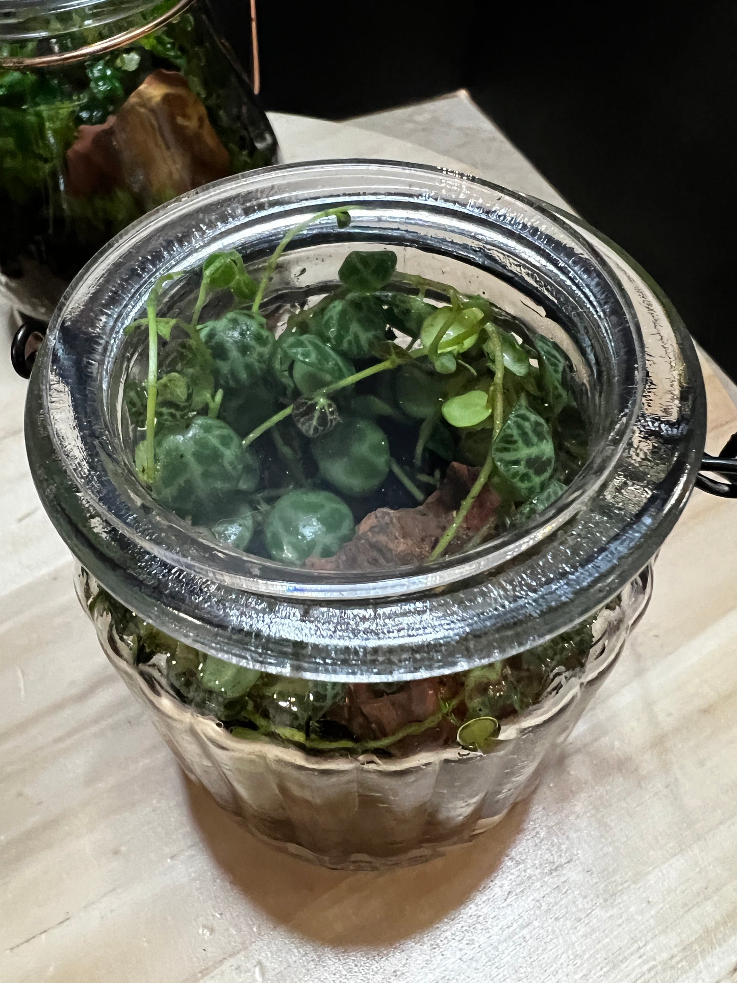 Terrarium 794