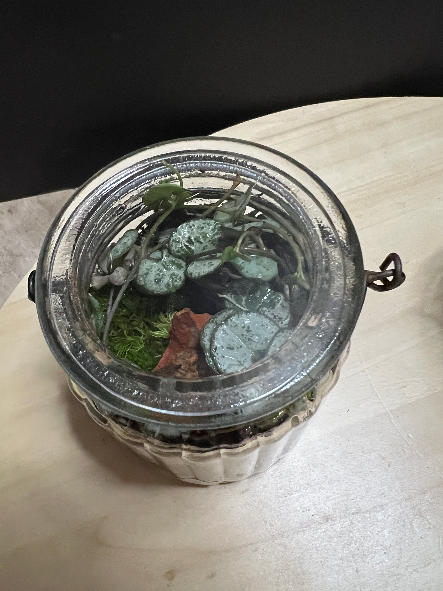 Terrarium 792