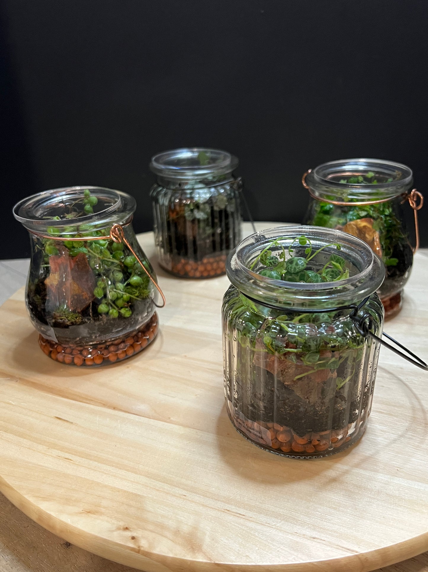 Terrarium 791