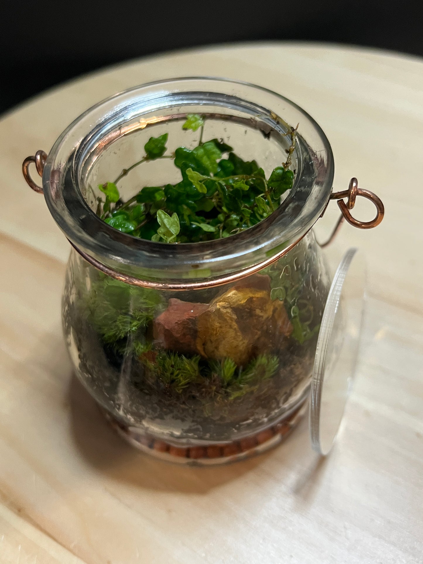 Terrarium 791