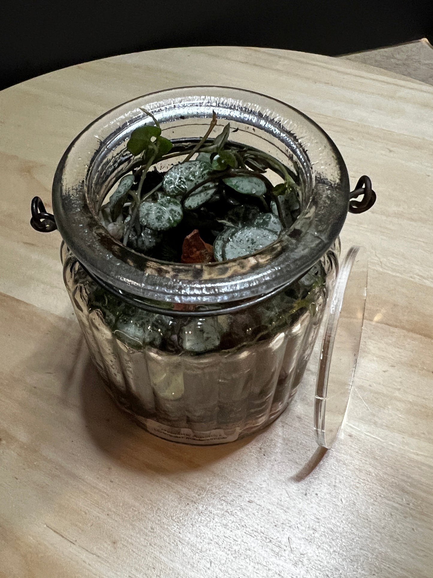 Terrarium 792