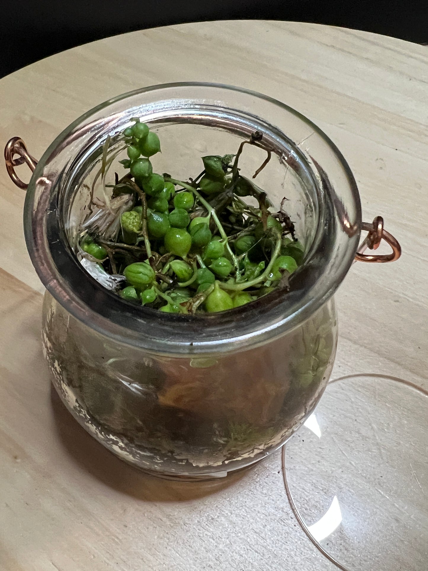 Terrarium 793