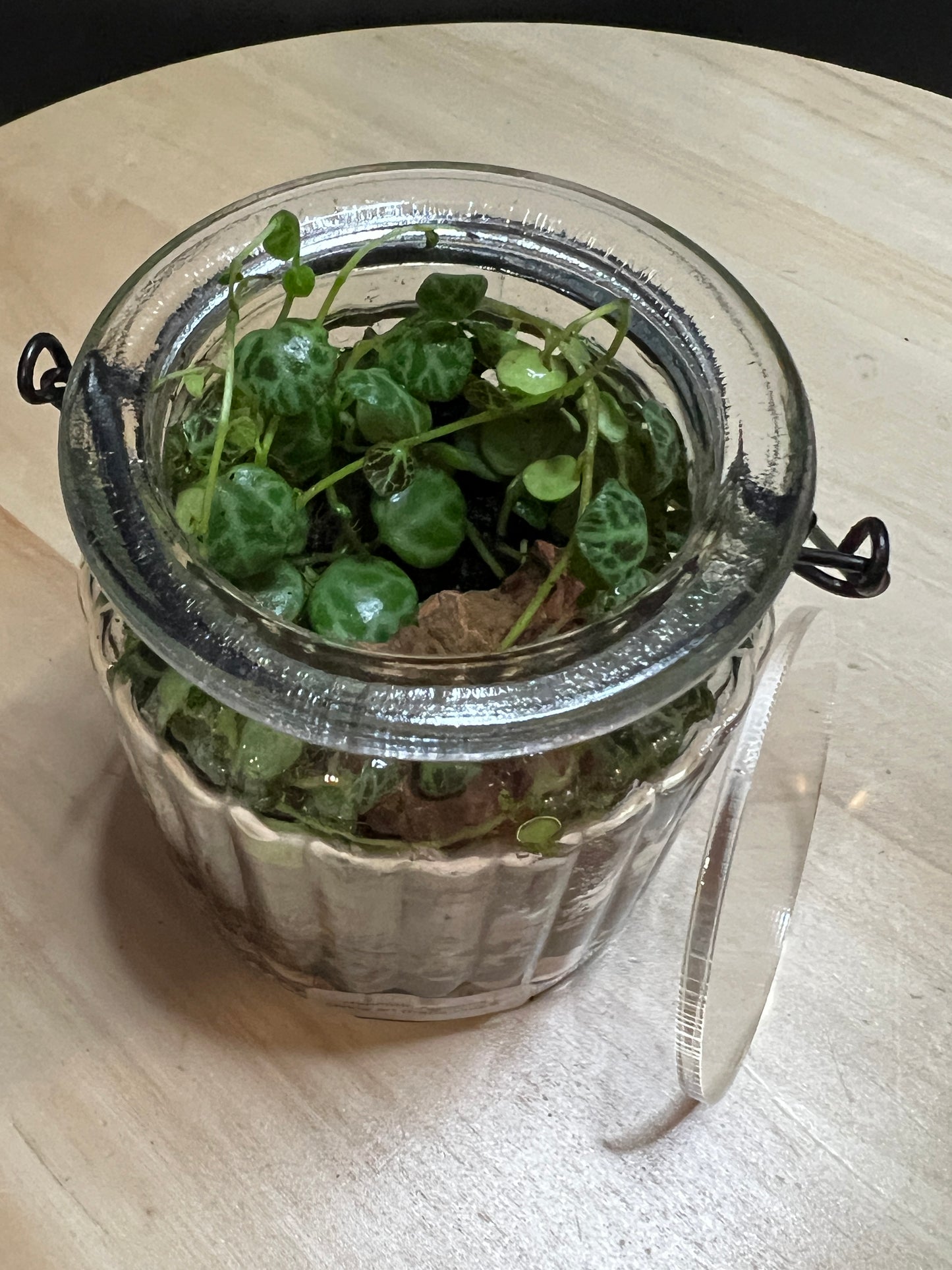 Terrarium 794