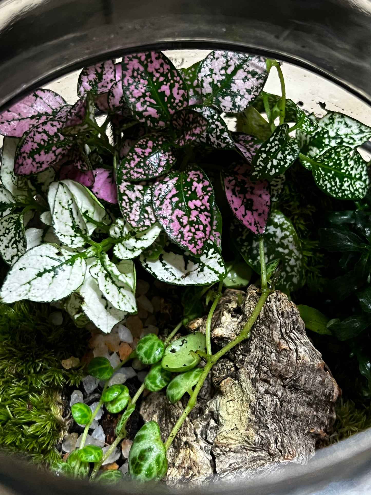 Terrarium 795