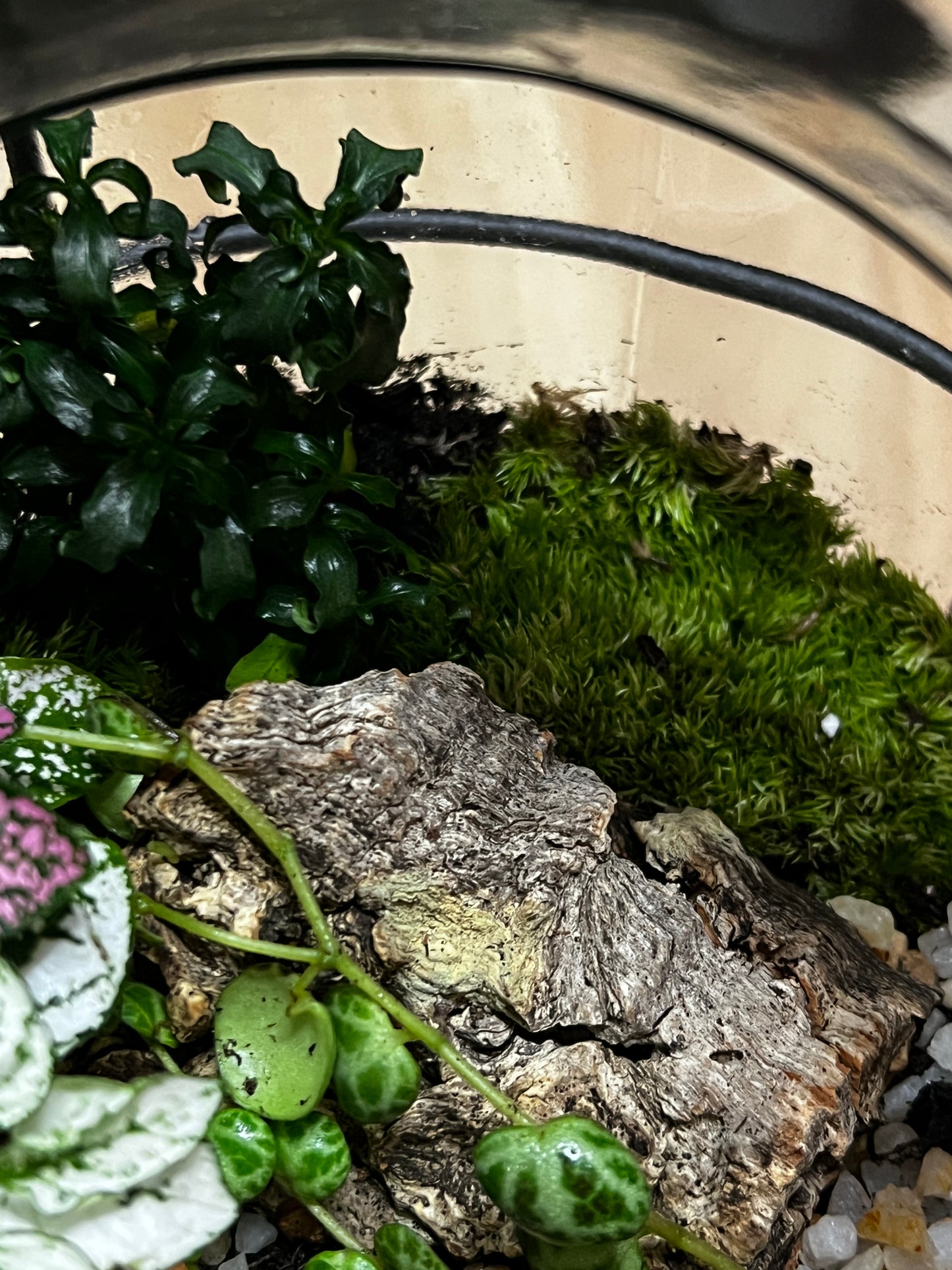 Terrarium 795