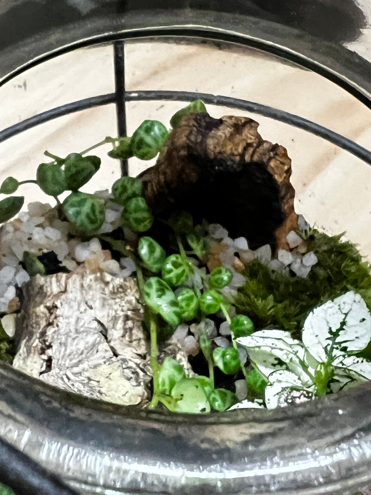 Terrarium 795