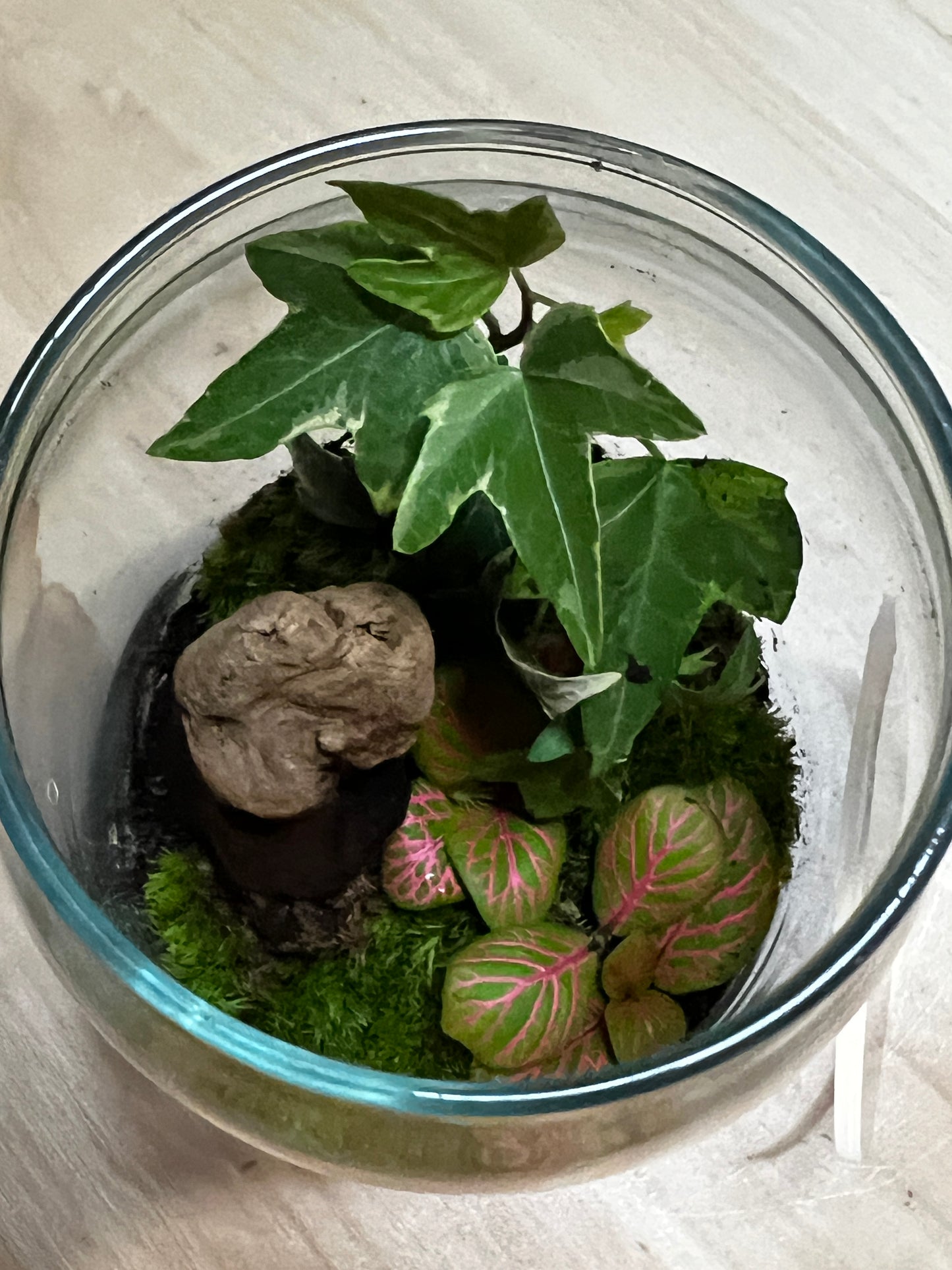 Terrarium 796
