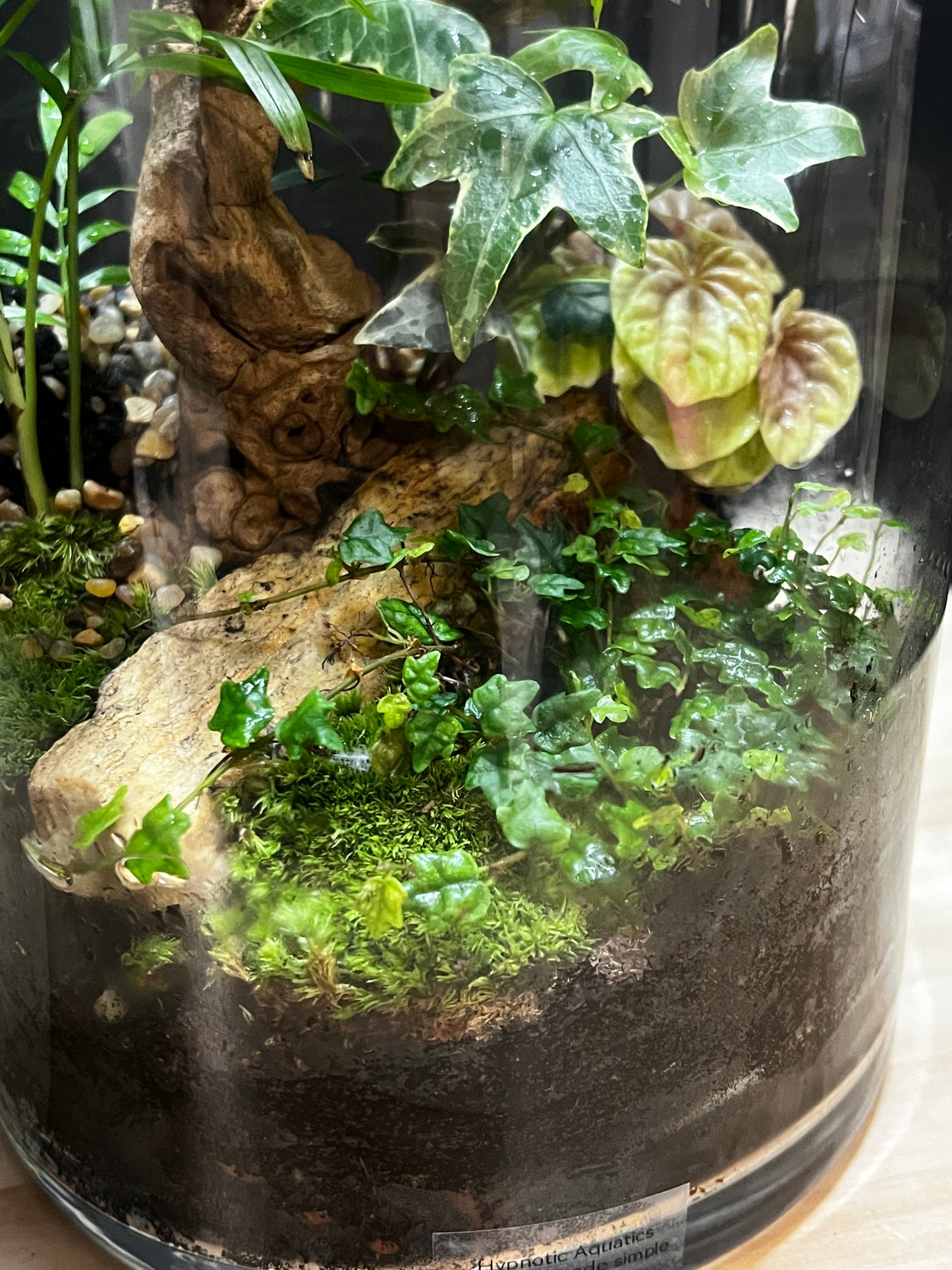 Terrarium 797