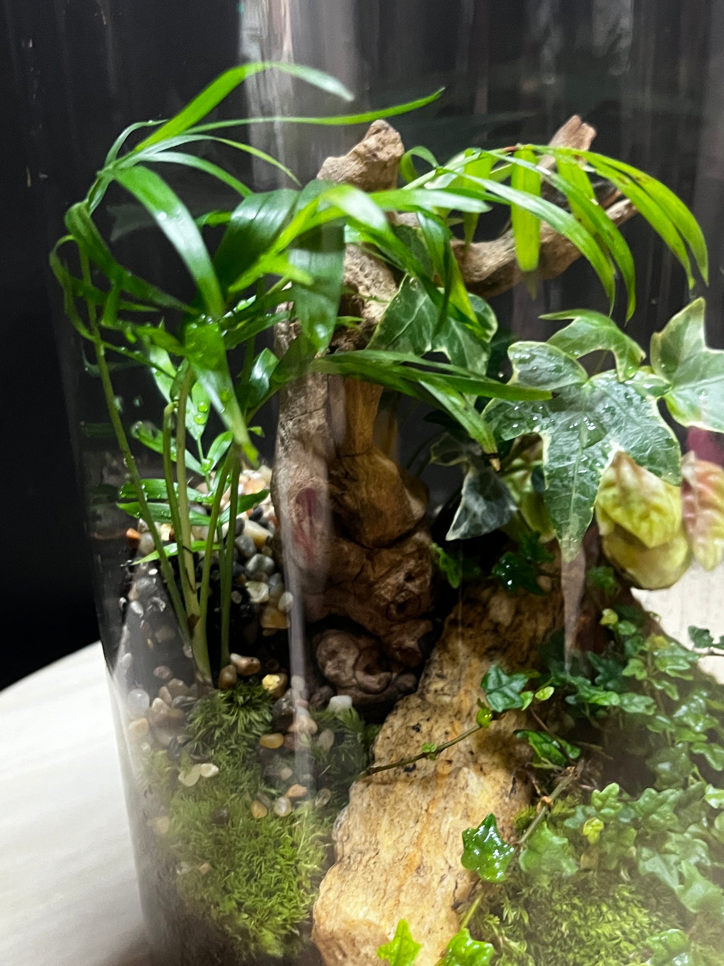 Terrarium 797