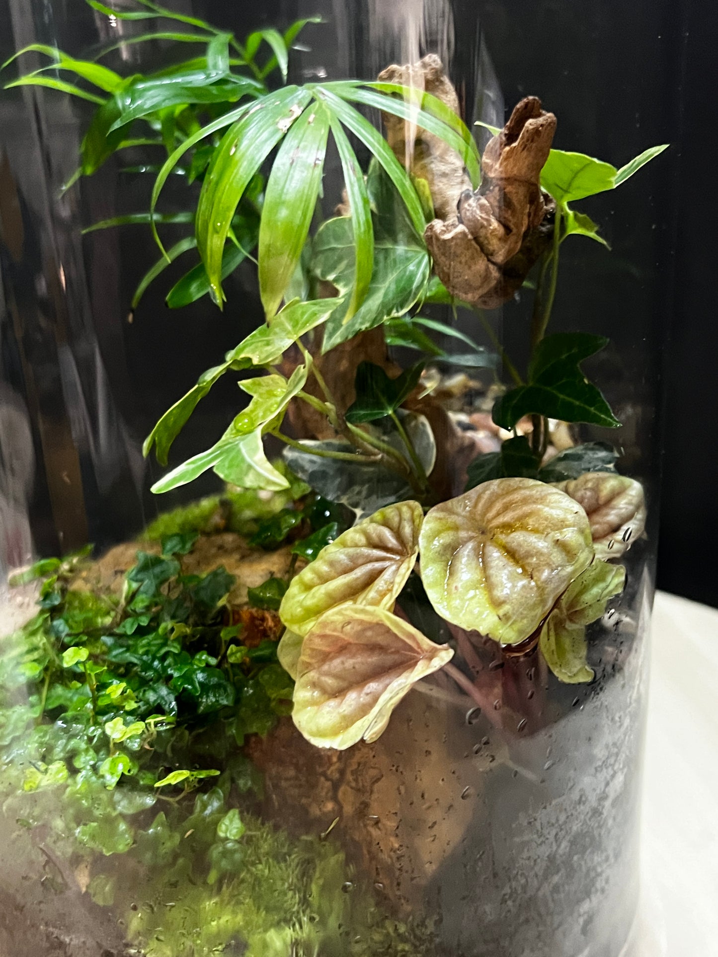 Terrarium 797