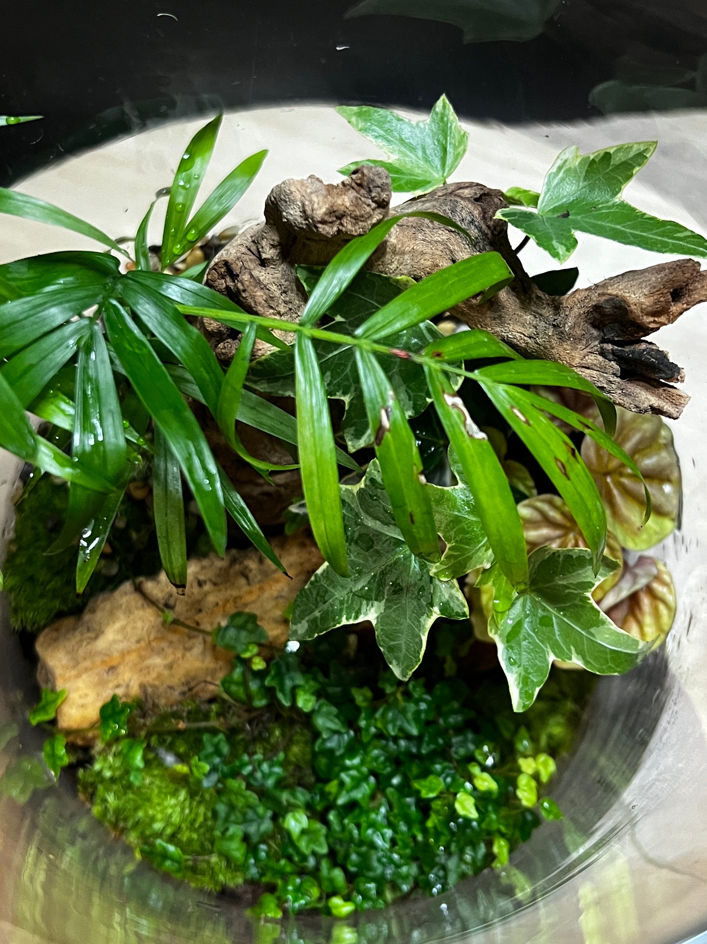 Terrarium 797