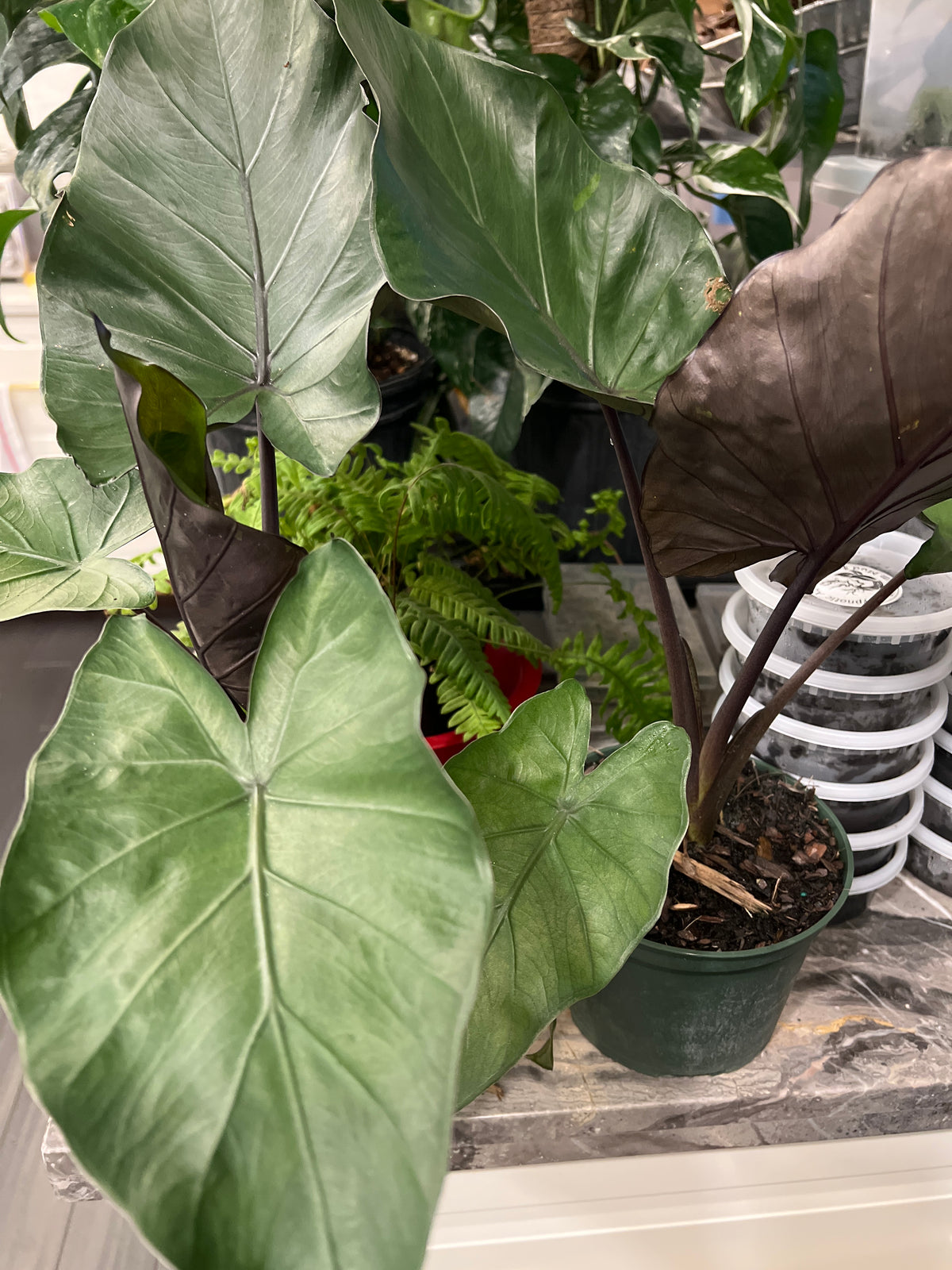 Live Plants: Alocasia Metalhead