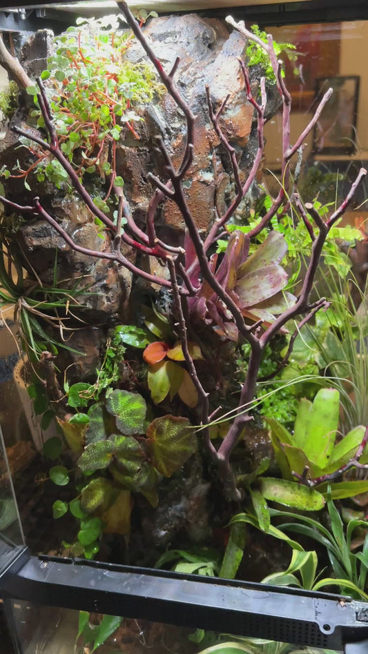 Paludarium 12x12x24